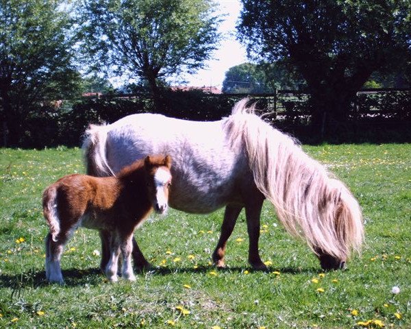 Zuchtstute Impatie v.Borkenbrink (Shetland Pony (unter 87 cm), 1999, von Ikarus)