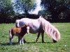 broodmare Impatie v.Borkenbrink (Shetland pony (under 87 cm), 1999, from Ikarus)