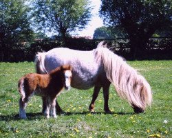 broodmare Impatie v.Borkenbrink (Shetland pony (under 87 cm), 1999, from Ikarus)