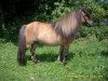stallion Amaretto vom Borkenbrink (Shetland pony (under 87 cm), 1993, from Abe van het Rinkveld)