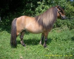 stallion Amaretto vom Borkenbrink (Shetland pony (under 87 cm), 1993, from Abe van het Rinkveld)