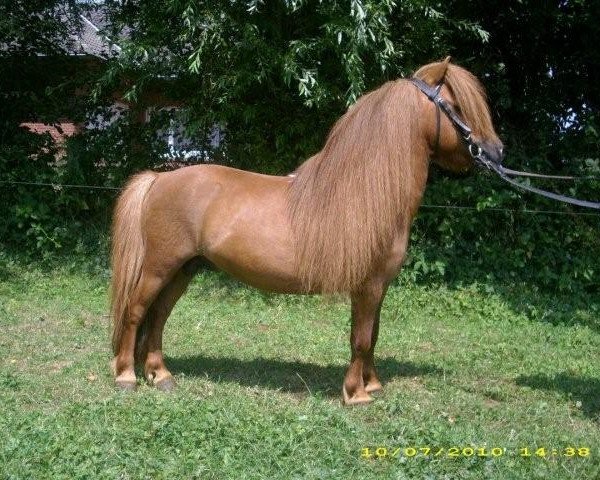 stallion Amor vom Borkenbrink (Dt.Part-bred Shetland pony, 2001, from Amaretto vom Borkenbrink)