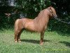 stallion Amor vom Borkenbrink (Dt.Part-bred Shetland pony, 2001, from Amaretto vom Borkenbrink)