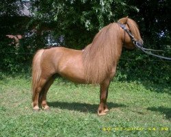 Deckhengst Amor vom Borkenbrink (Dt.Part-bred Shetland Pony, 2001, von Amaretto vom Borkenbrink)