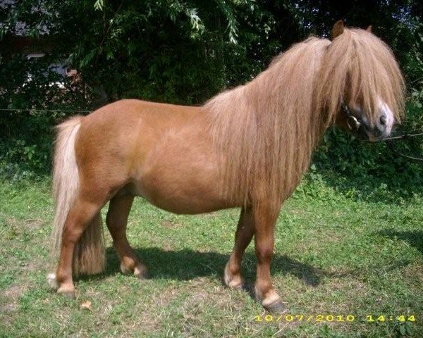 Deckhengst Angelo vom Borkenbrink (Dt.Part-bred Shetland Pony, 2007, von Amor vom Borkenbrink)