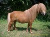 stallion Angelo vom Borkenbrink (Dt.Part-bred Shetland pony, 2007, from Amor vom Borkenbrink)