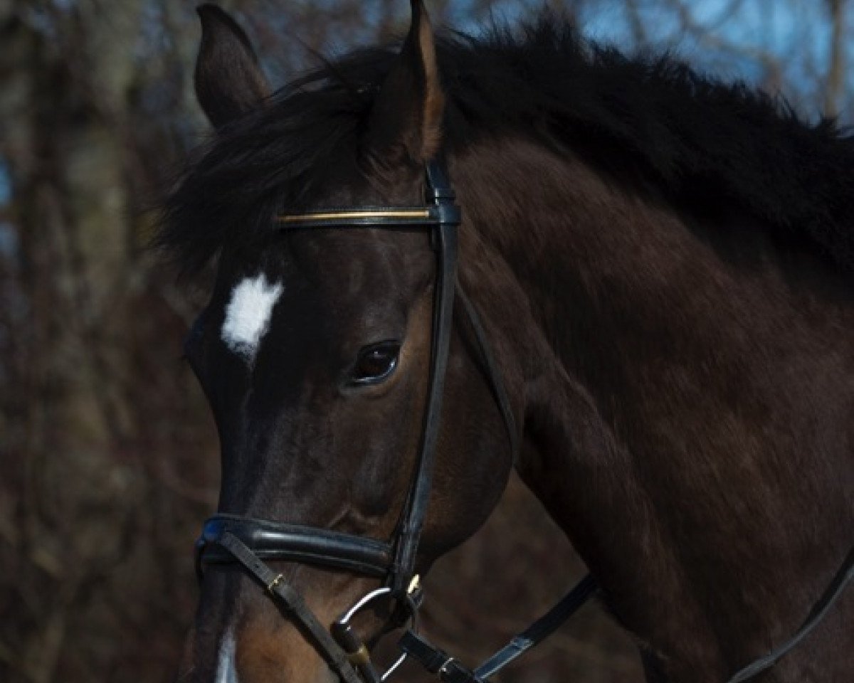 broodmare Arielle (Holsteiner, 1992, from Lord Calando)