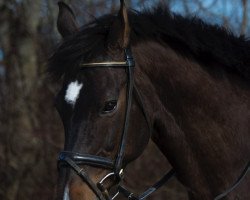 Zuchtstute Arielle (Holsteiner, 1992, von Lord Calando)