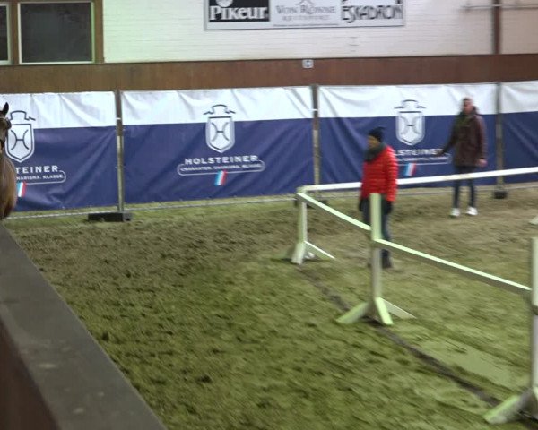 Holsteiner Körung Elmshorn 2022