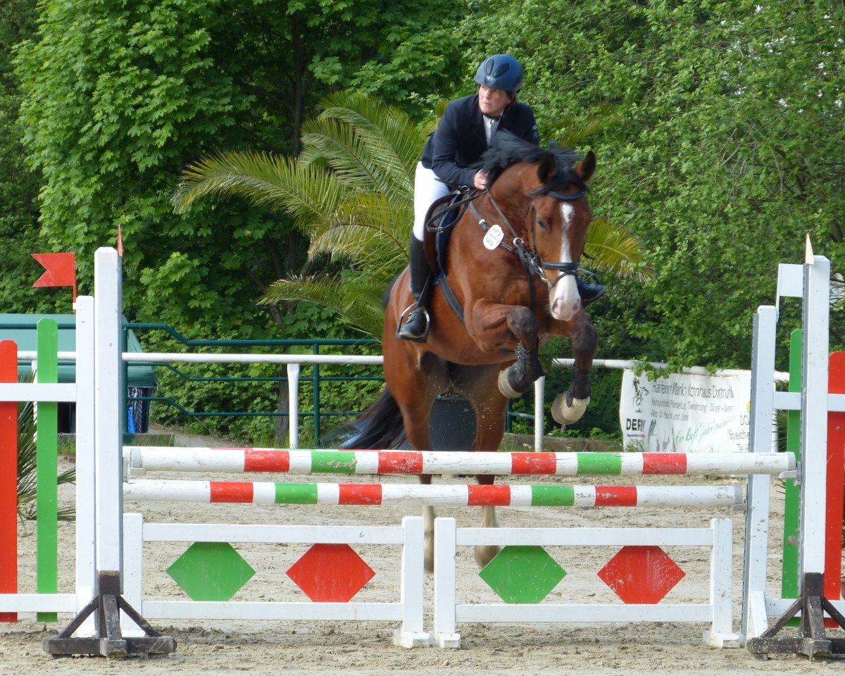 Springpferd Proud to be Paul (Westfale, 2008, von Praktiker)