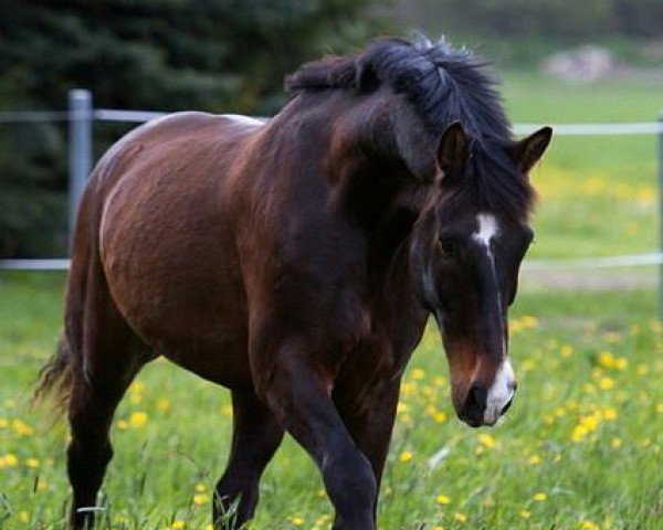 jumper Gentleman 240 (Heavy Warmblood, 1999, from Gero)