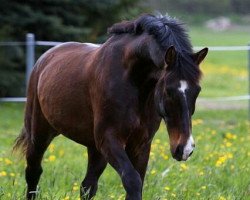 jumper Gentleman 240 (Heavy Warmblood, 1999, from Gero)