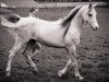 dressage horse Salamah Ibn Bint Khazzan Adjawad EAO (Arabian thoroughbred, 2009, from Shaddai EAO)