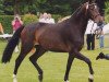 broodmare Amanta 4 (Westphalian, 2004, from Amantus)