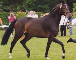 broodmare Amanta 4 (Westphalian, 2004, from Amantus)