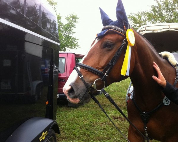 jumper Latino Lover 12 (Polish Warmblood, 2005, from Sopel)