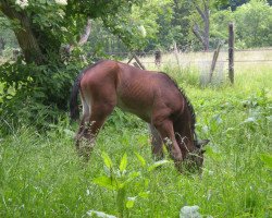 horse Freeholder's Farron (Swiss Warmblood, 2012, from Freeholder)