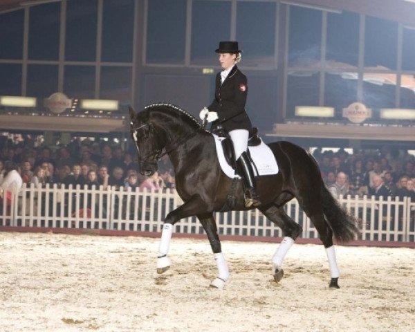 stallion Starnberg (Westphalian, 2005, from Sir Donnerhall I)
