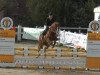 jumper Ufo 23 (German Riding Pony, 2008, from Top Anthony II)