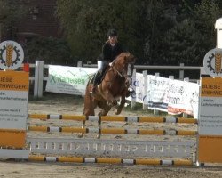 Springpferd Ufo 23 (Deutsches Reitpony, 2008, von Top Anthony II)