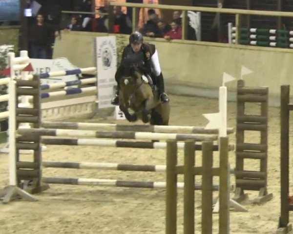 jumper Nordkap 3 (German Riding Pony, 2008, from Nagano)