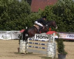 stallion Vai Forte (German Riding Pony, 2009, from Van Heinrich)