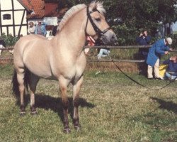 stallion Gnist (Fjord Horse, 1981, from Cæsar Halsnæs)