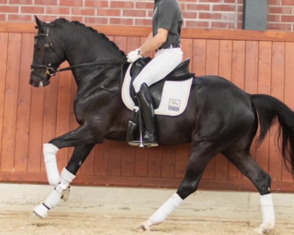 Video of Thor BB