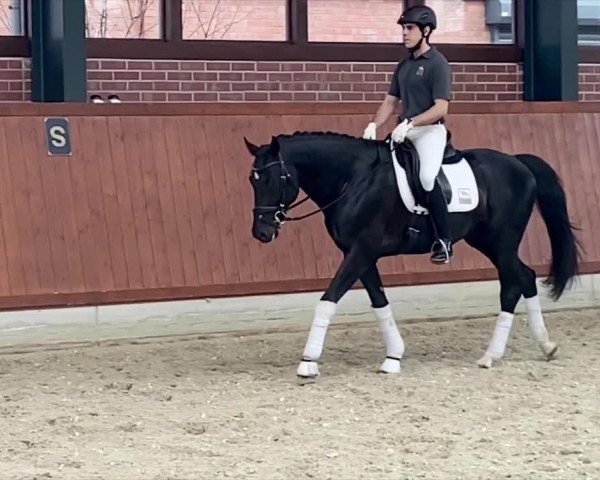 Video of Thor BB