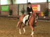 broodmare Dakota 323 (Nederlands Welsh Ridepony, 2008, from FS Don't Worry)