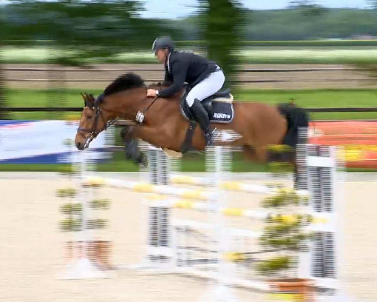 jumper Level H (Holsteiner, 2008, from Limbus)