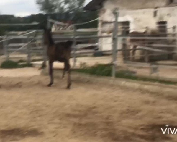 Video of Winnyzja