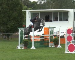 stallion Dree Boekens Starleader (Hanoverian, 2008, from Stakkato)