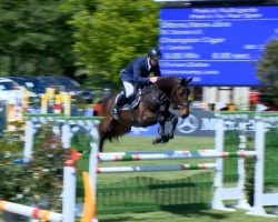 jumper Champion Cigar (Hanoverian, 2008, from Canturo)