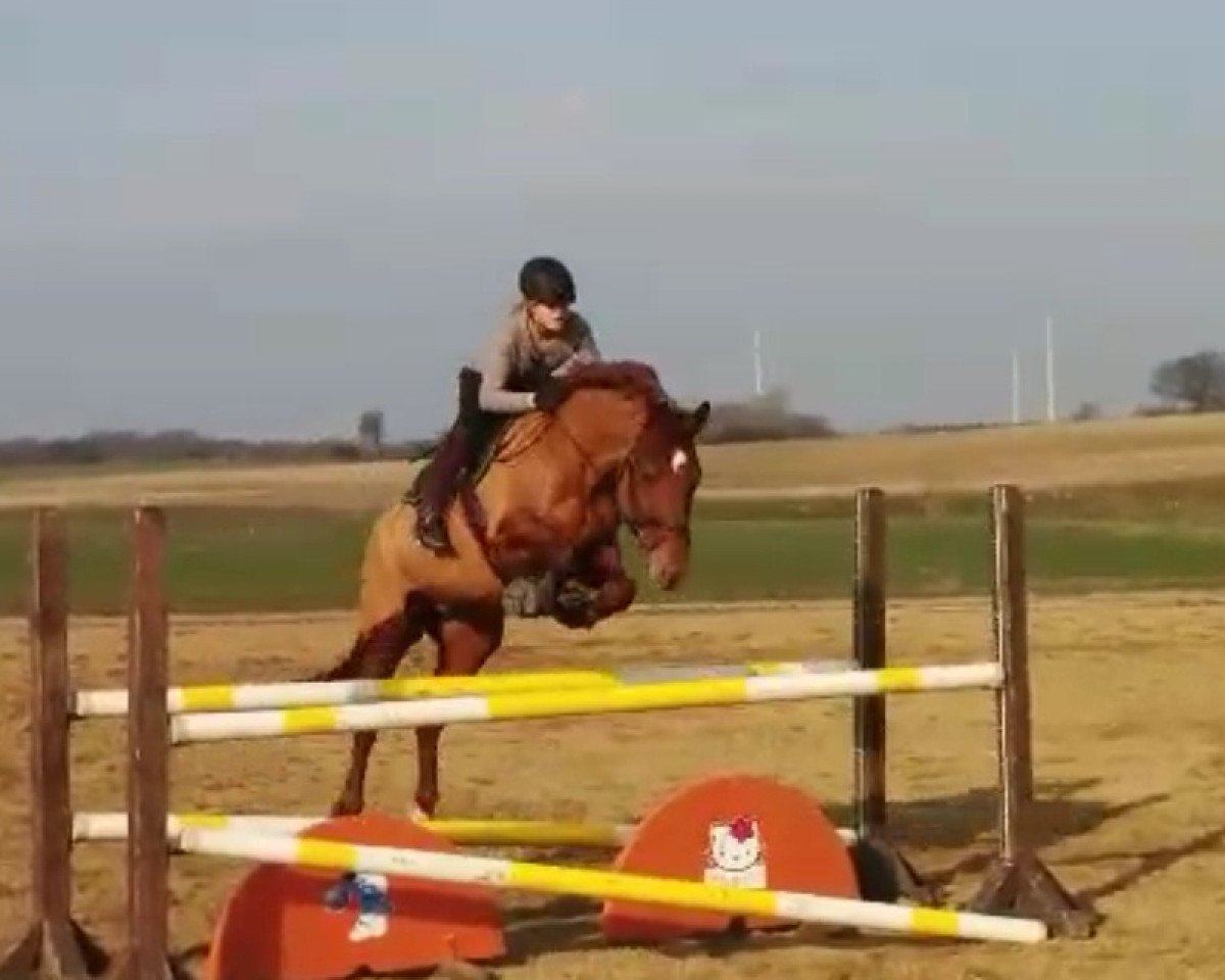 jumper Don Cavallo 10 (Polish Warmblood, 2005, from Cavallo)