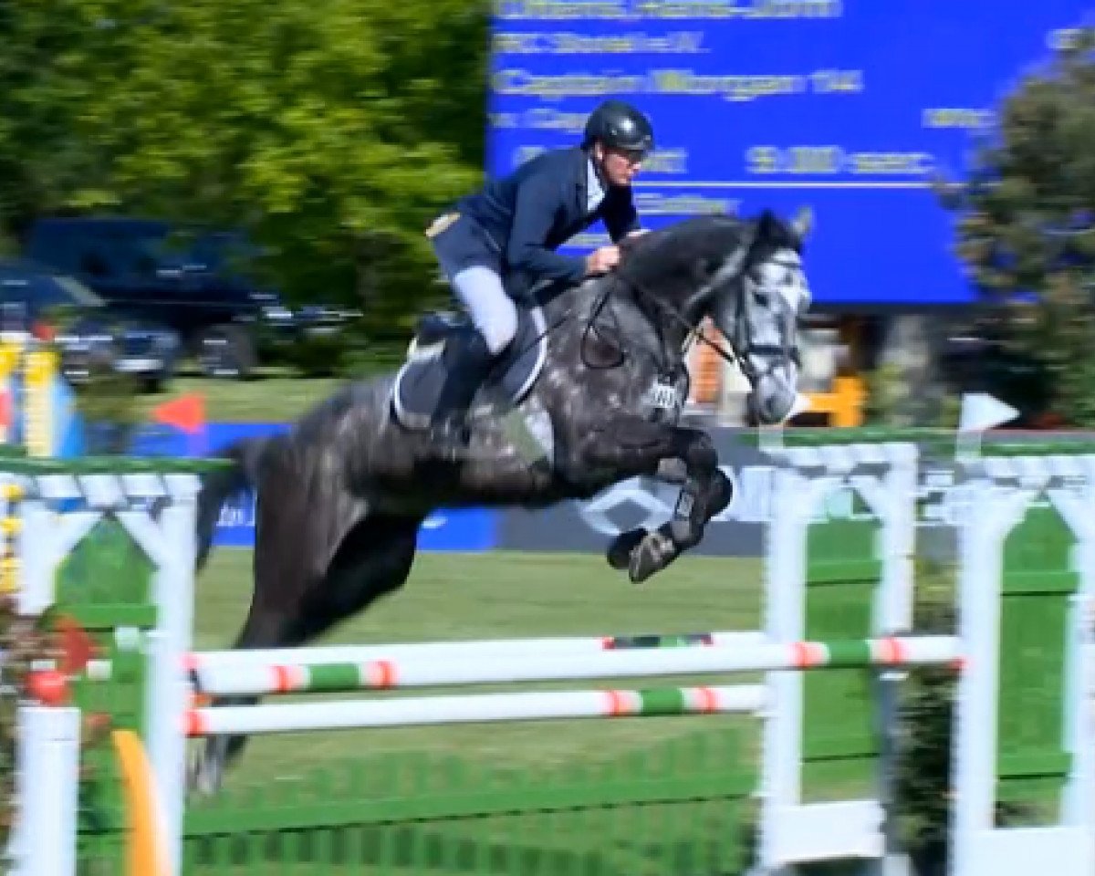 jumper Captain Morgan 14 (Holsteiner, 2009, from Cayado 3)