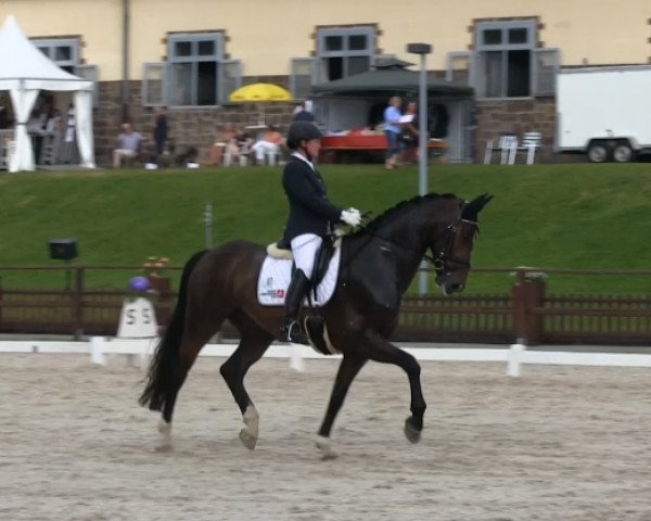 dressage horse Davidoff 180 (Westphalian, 2008, from Diamond Hit)