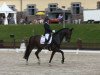 dressage horse Davidoff 180 (Westphalian, 2008, from Diamond Hit)