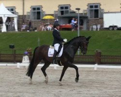 dressage horse Davidoff 180 (Westphalian, 2008, from Diamond Hit)