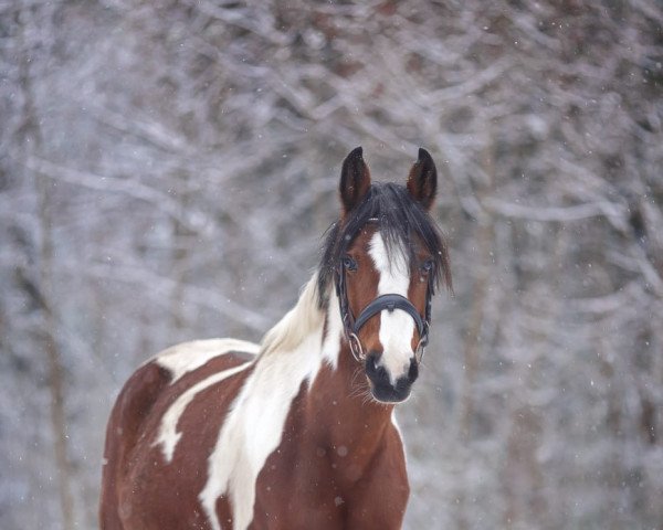 broodmare Josie (Little German Riding Horse, 2010)