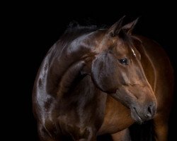 dressage horse Wind of Change (Oldenburg, 2008, from Show Star)