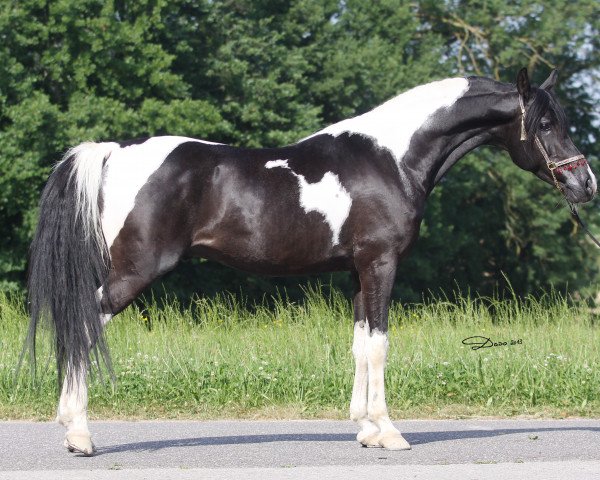 stallion Sauda Zahra (Arab half breed / Partbred, 2007, from Faa El Sharik EAO)