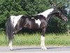 Deckhengst Sauda Zahra (Arabisches Halbblut / Partbred, 2007, von Faa El Sharik EAO)