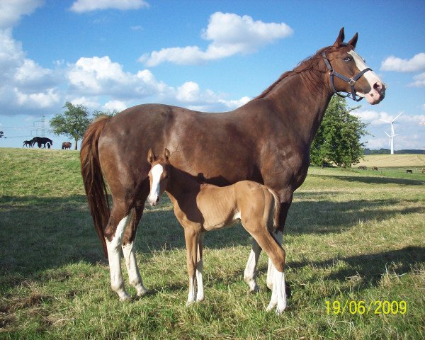 broodmare Fanny Eye (Westphalian, 1994, from Ferragamo)