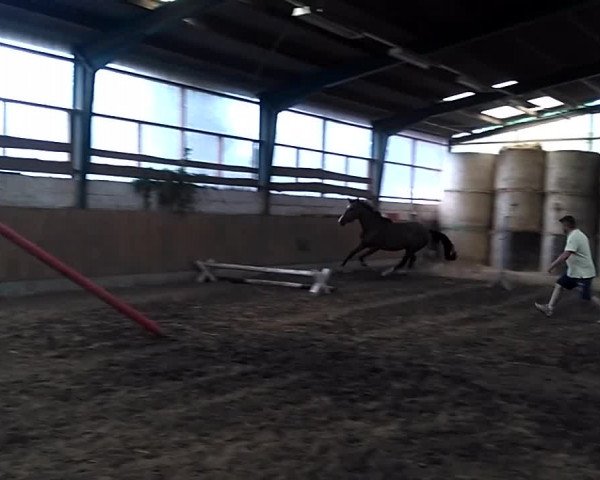 Video of Grandezza 207
