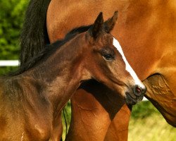 stallion Rockabilly B (German Warmblood, 2014, from Roxandro)