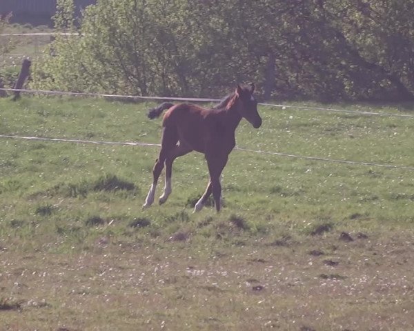 Video of Nella