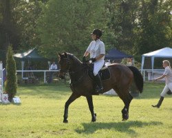 broodmare Whimsy Warina (Hanoverian, 1994, from Widolan)