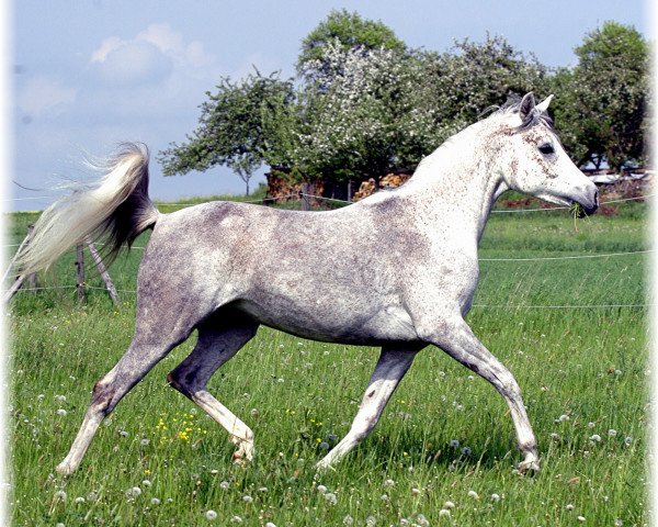 Pferd Merit Amun Bint Najiha EAO (Vollblutaraber, 2001, von Messaoud 1979 ox)