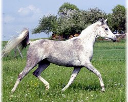 horse Merit Amun Bint Najiha EAO (Arabian thoroughbred, 2001, from Messaoud 1979 ox)